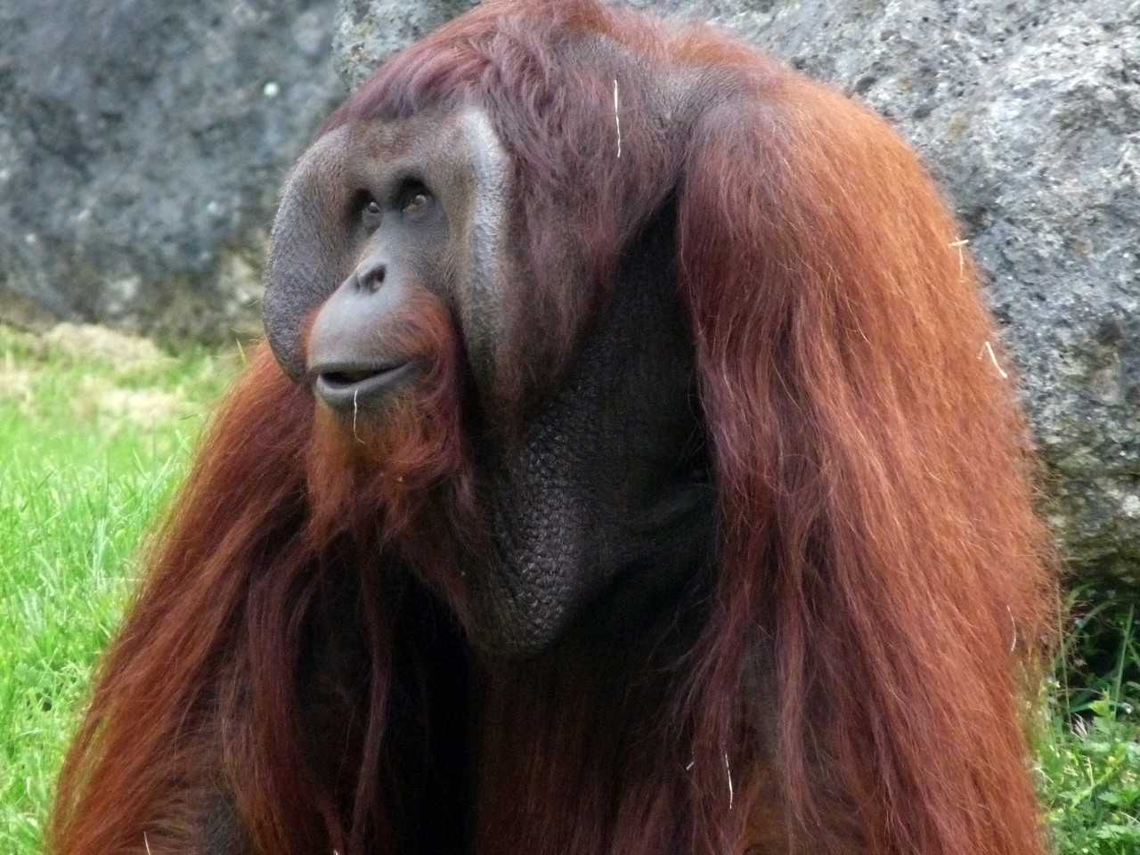 Orangutan borneański Pongo pygmaeus