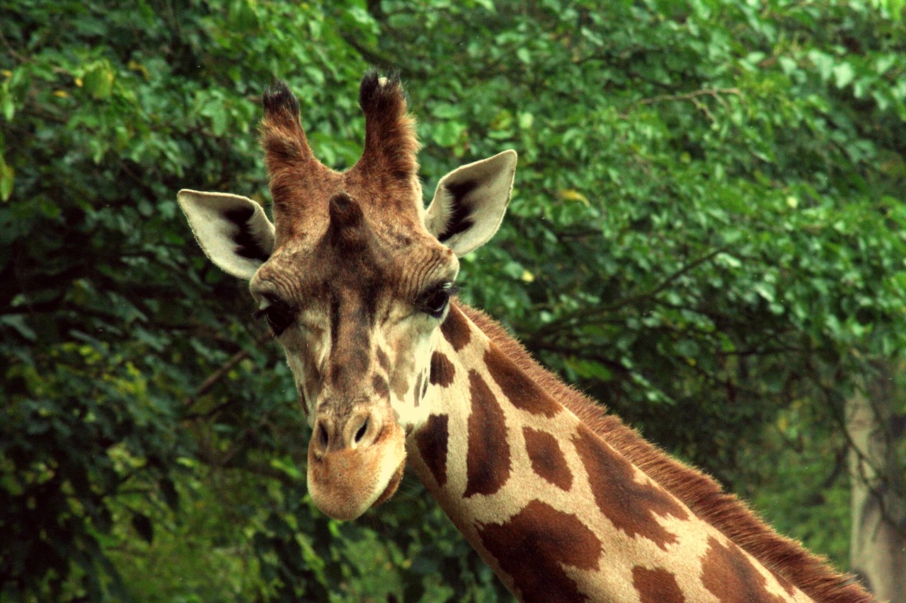 Rothschild's Giraffe Giraffa camelopardalis rothschildi