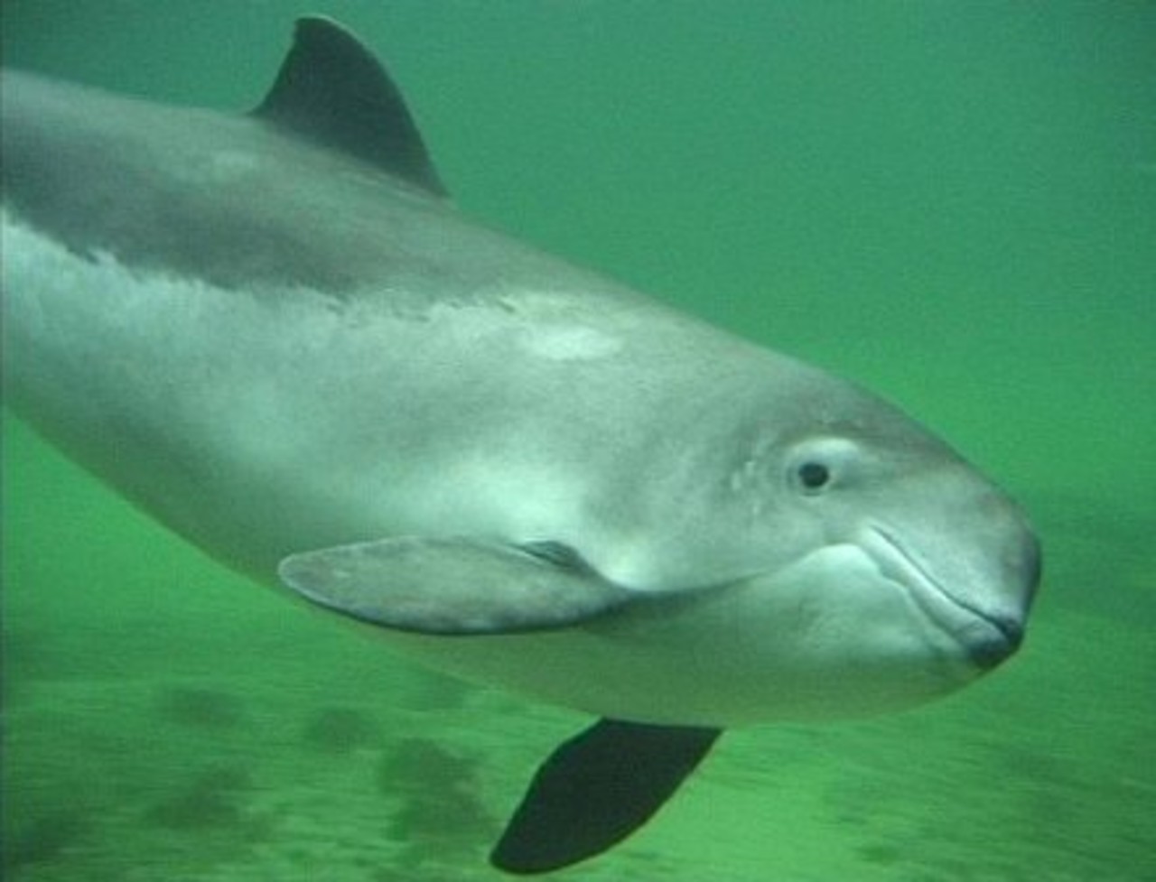 The harbour porpoise