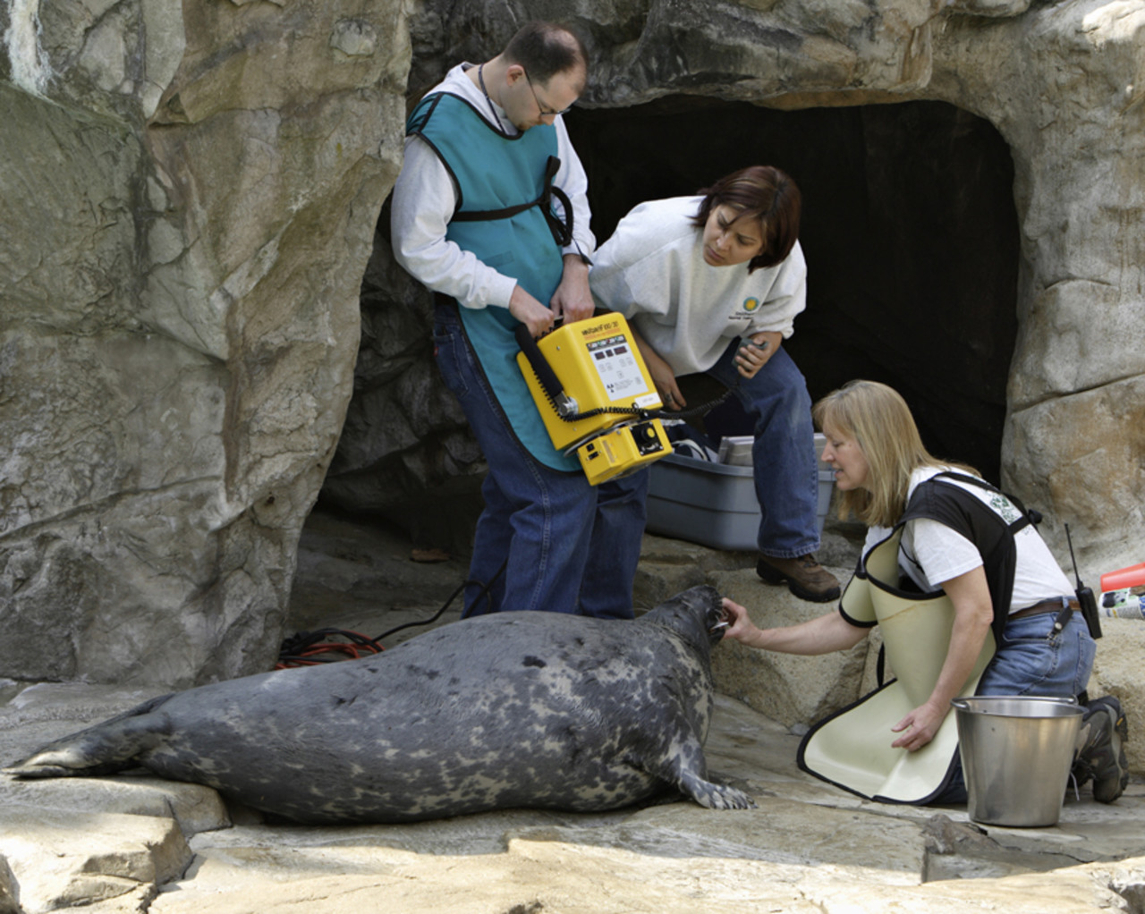 Veterinary examination of the  grey seal, Smithsonian’s National Zoological Park