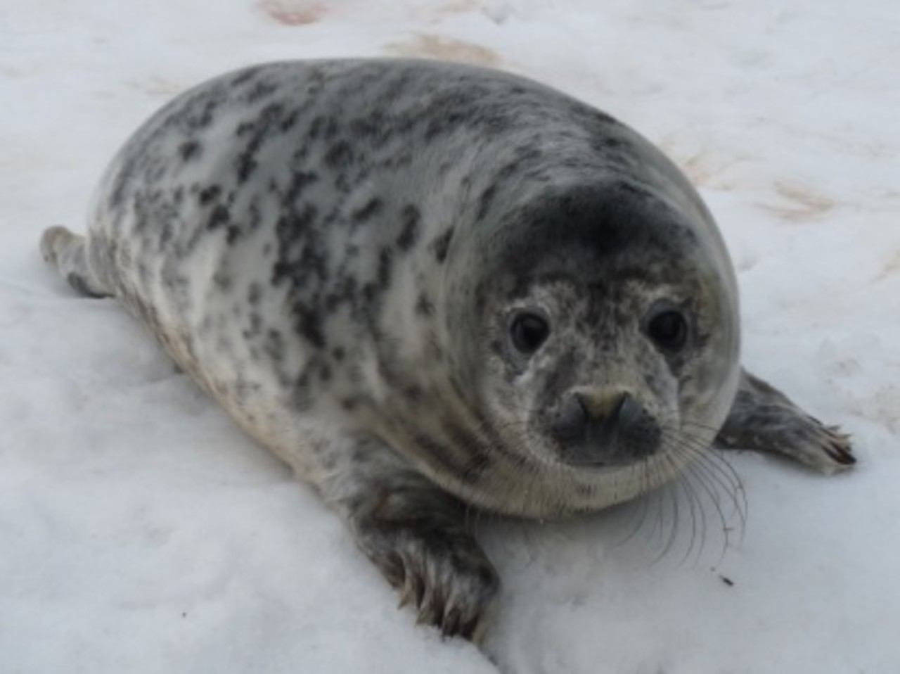 Young grey seal after rearing period