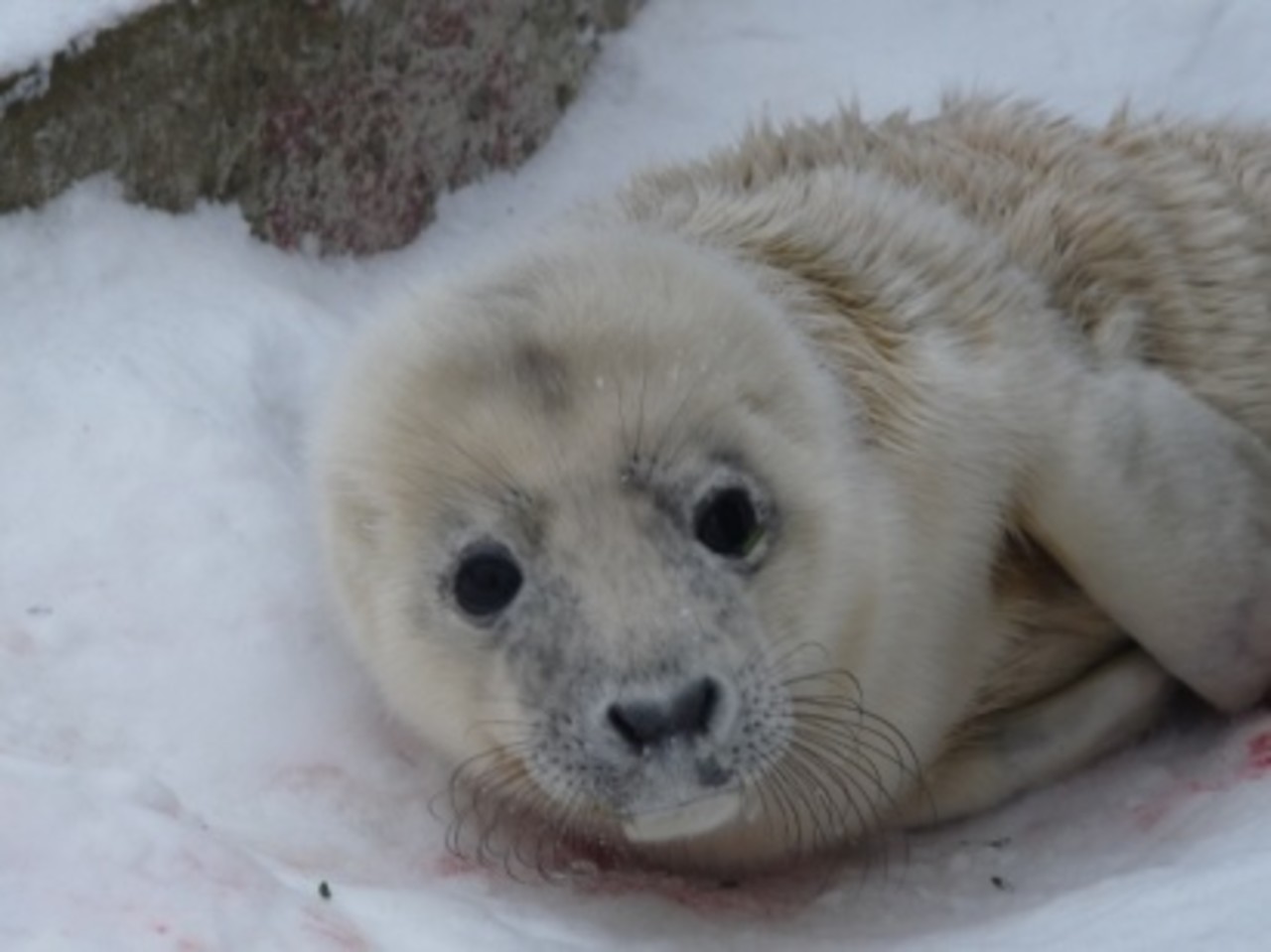 Young grey seal born in the Płock Zoo