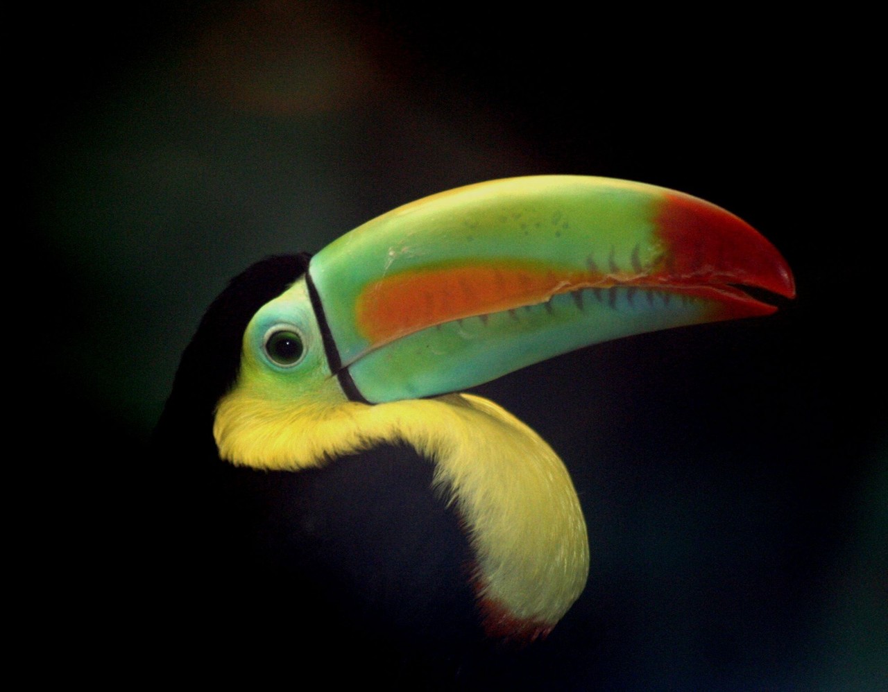 Keel-billed toucan Ramphastos sulphuratus