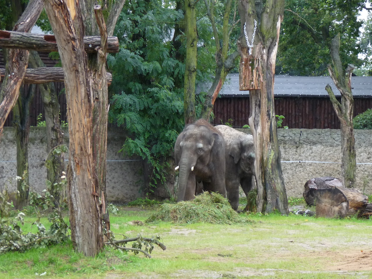 Asian Elephant Elephas maximus exhibit