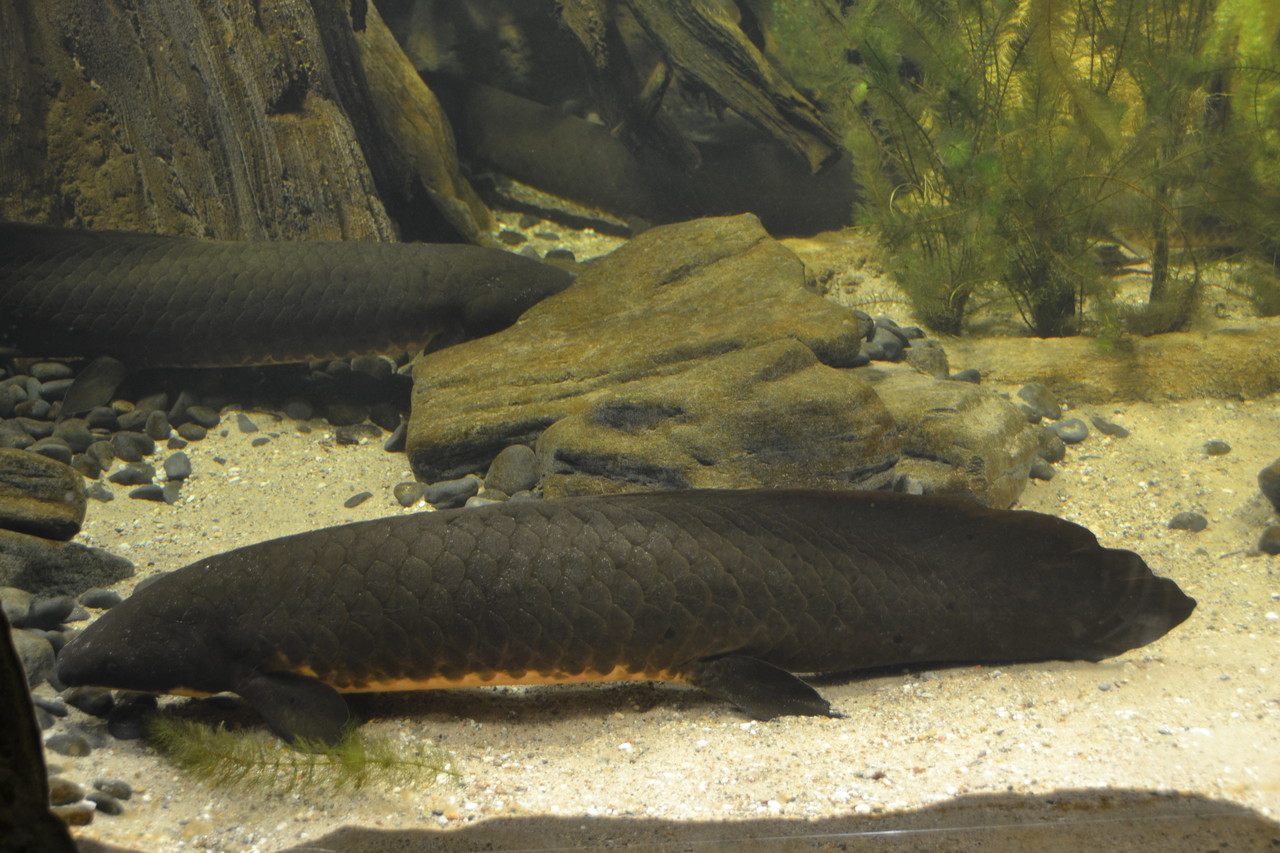 African Lungfish Protopterus annectens