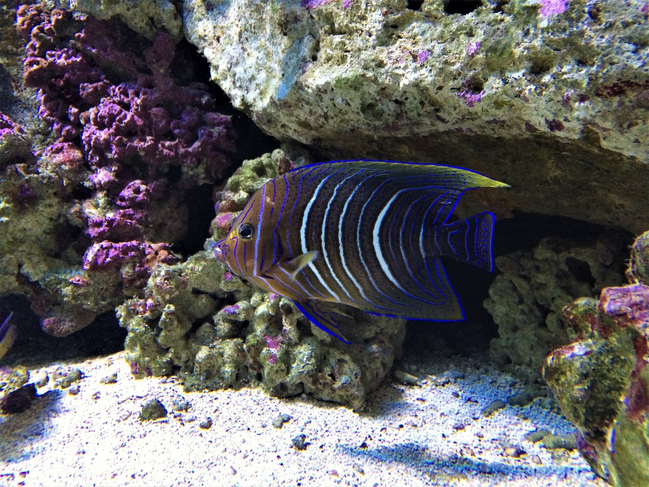 Blue Angelfish Pomacanthus semicirculatus