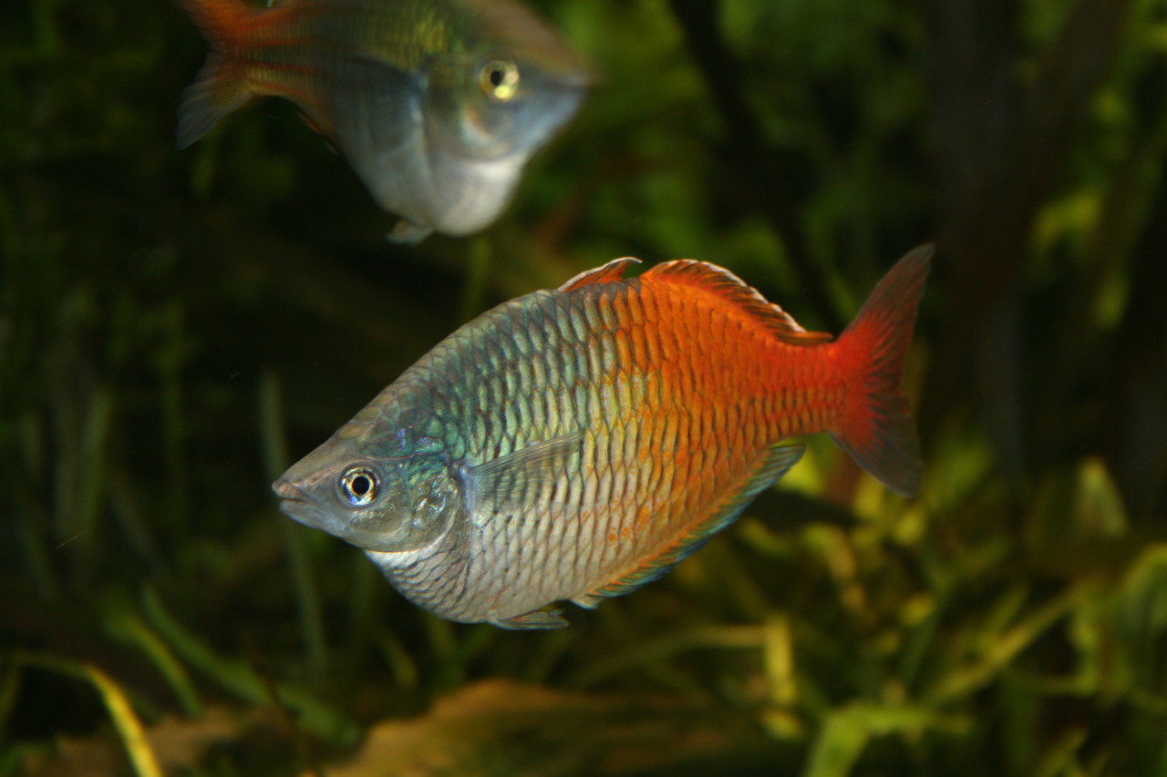 Boeseman's rainbowfish Melanotaenia boesemani