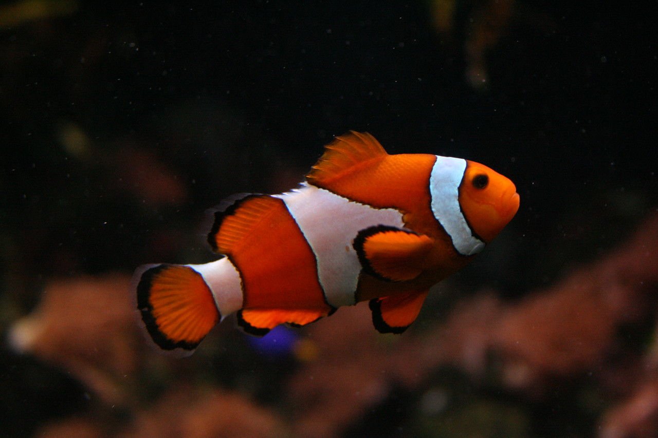 Clown anemonefish Amphiprion ocellaris