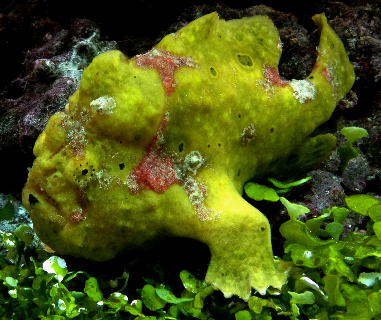 Commerson's frogfish Antennarius commerson
