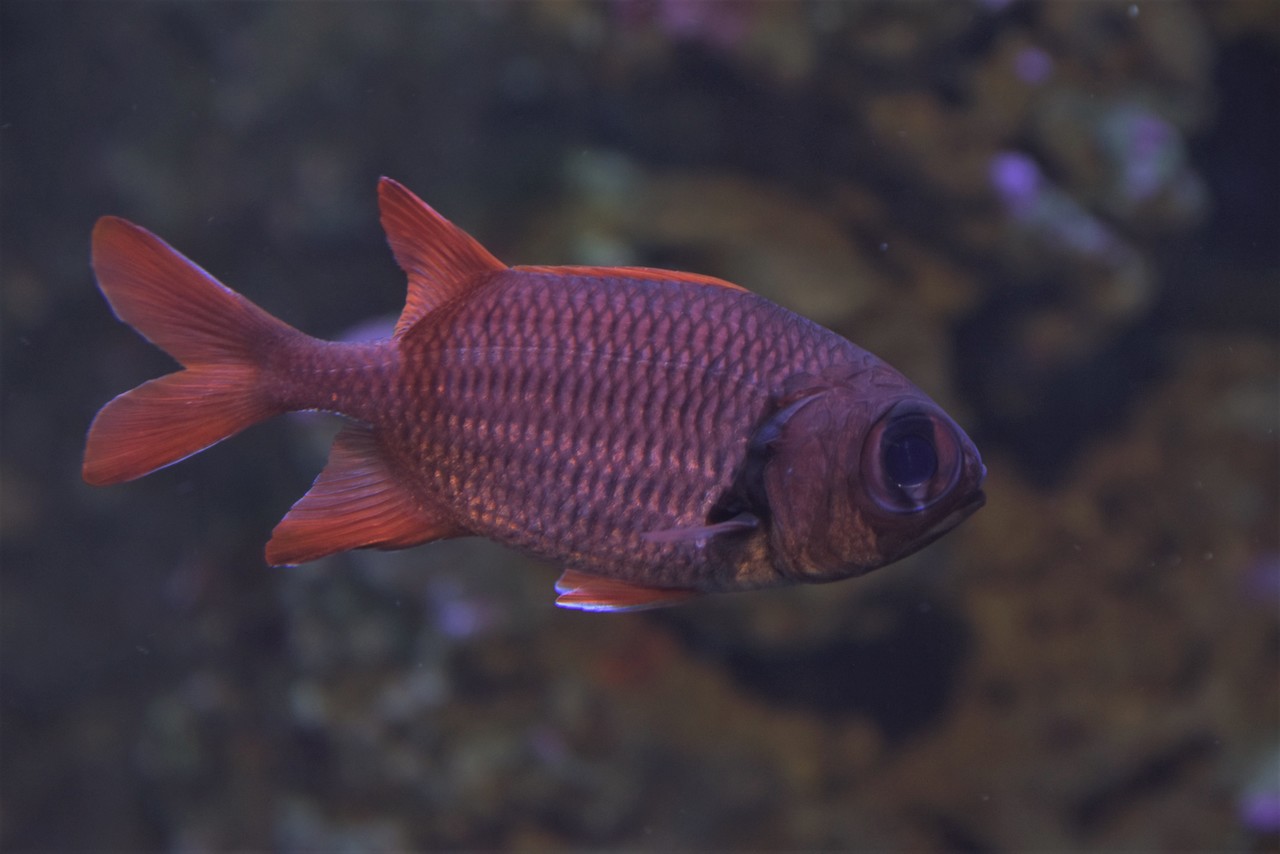 Crimson soldierfish Myripristis murdjan