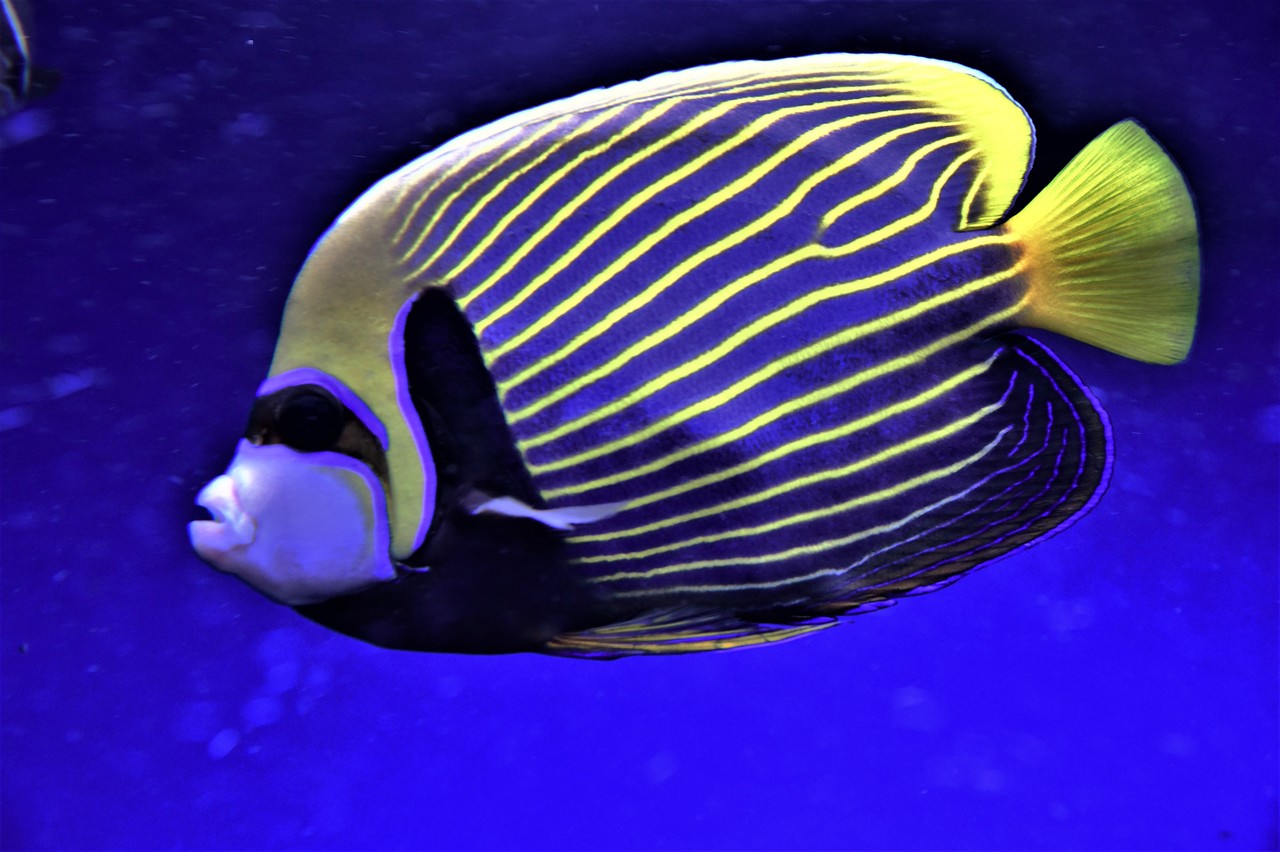 Emperor Angelfish Pomacanthus imperator