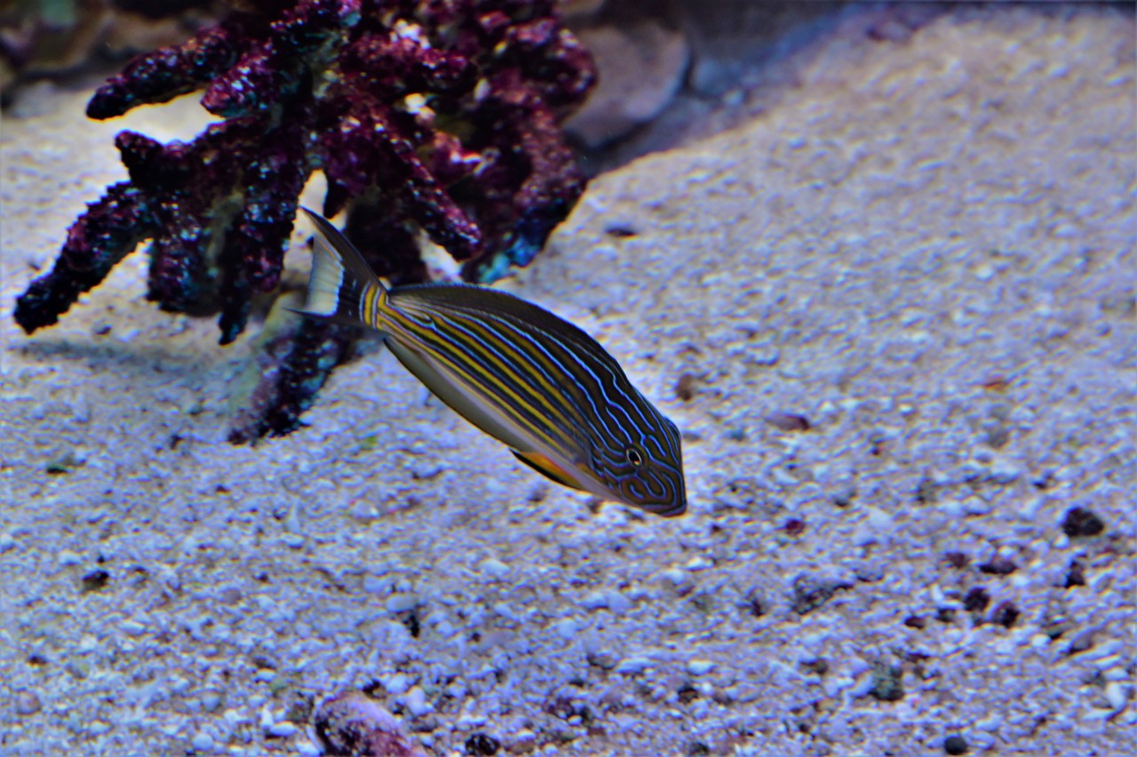 Lined surgeonfish Acanthurus lineatus 