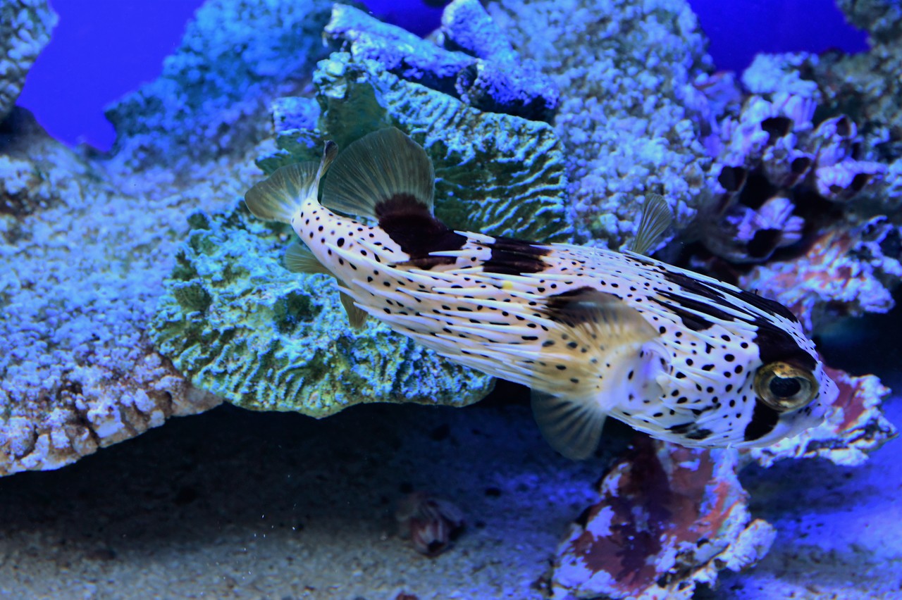 Long-spine porcupinefish Diodon holocanthus