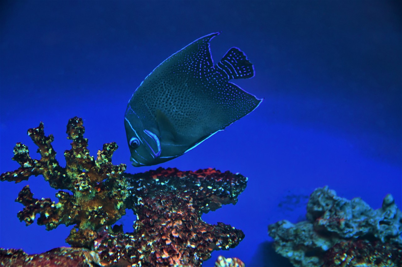 Semicircle angelfish Pomacanthus semicirculatus