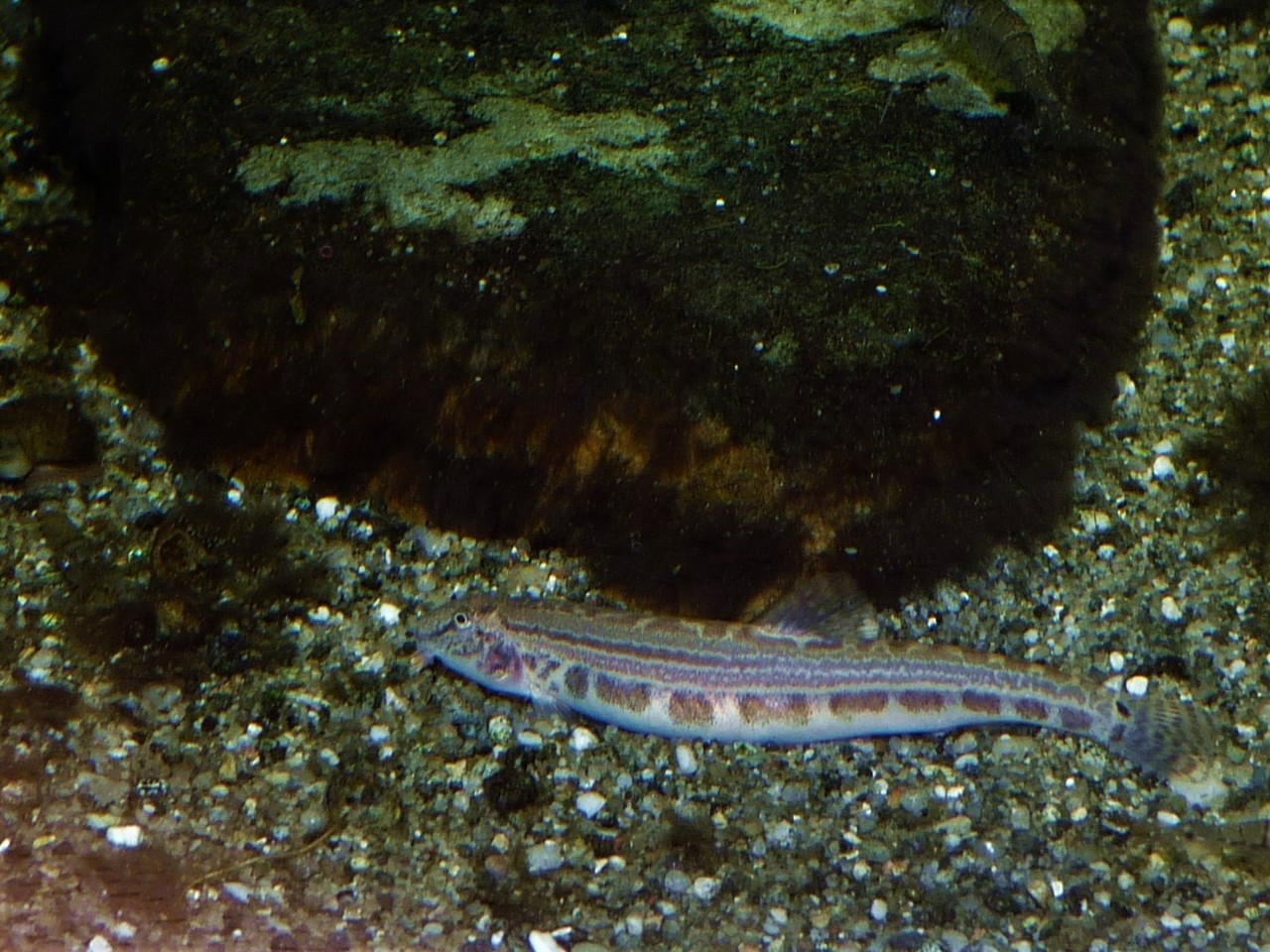 Spined loach Cobitis taenia