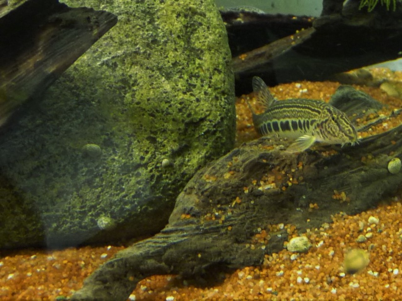 Spined loach Cobitis taenia