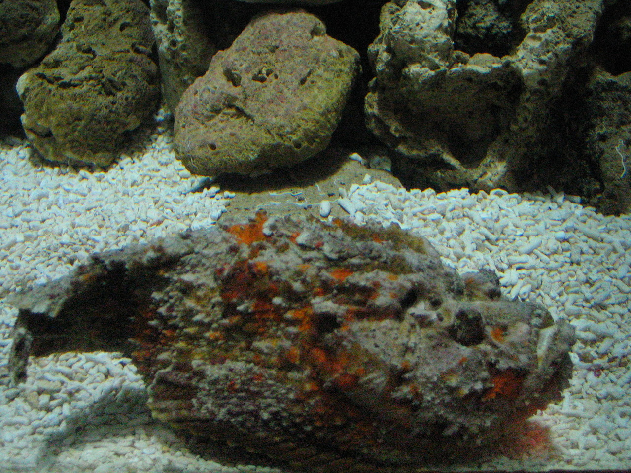 Stonefish Synanceia verrucosa