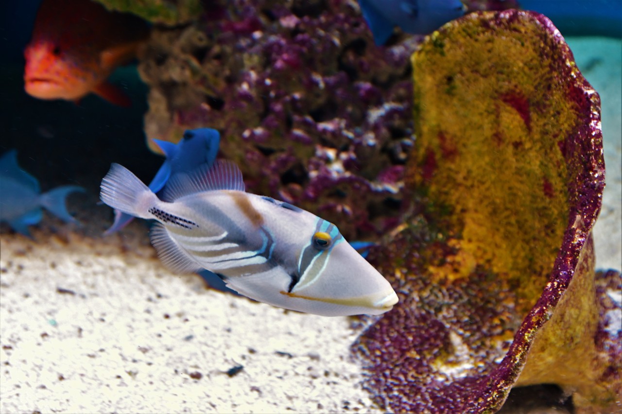 White-banded triggerfish Rhinecanthus aculeatus