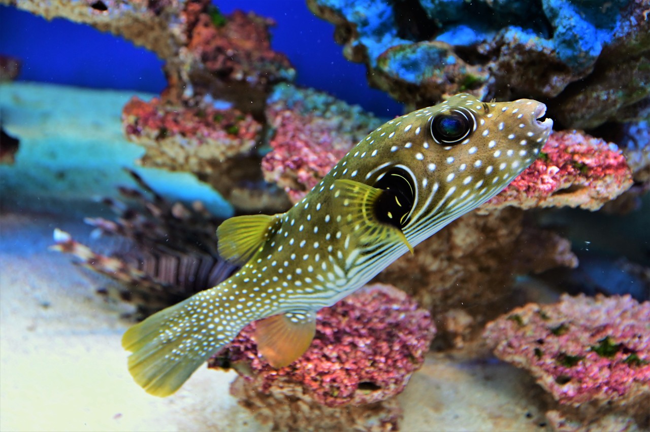 White-spotted puffer Arothron hispidus