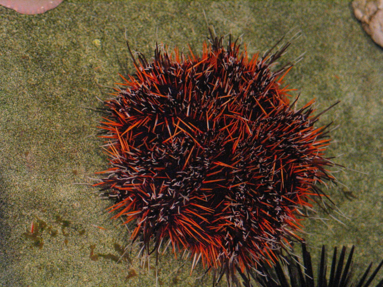 Collector urchin Tripneustes gratilla