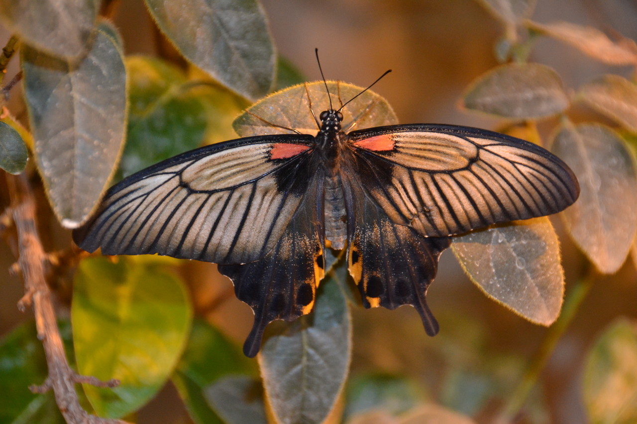 Common Mormon Papilio polytes