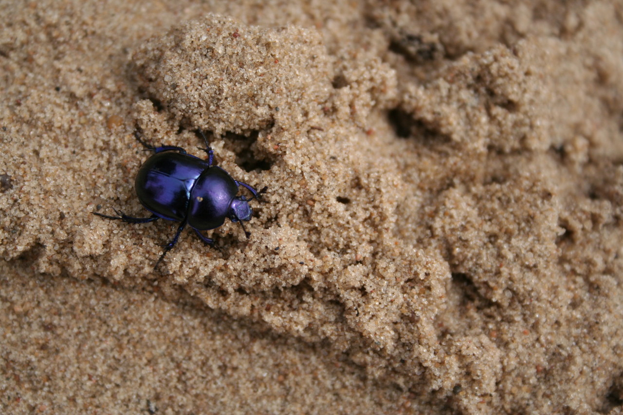 Dung beetle Geotrupes stercorarius