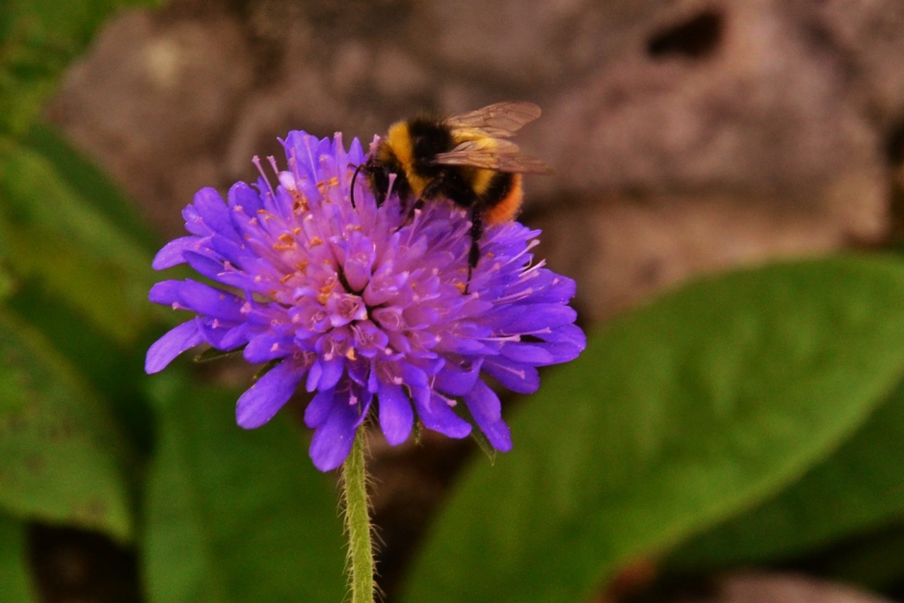 Early bumblebee Bombus pratorum