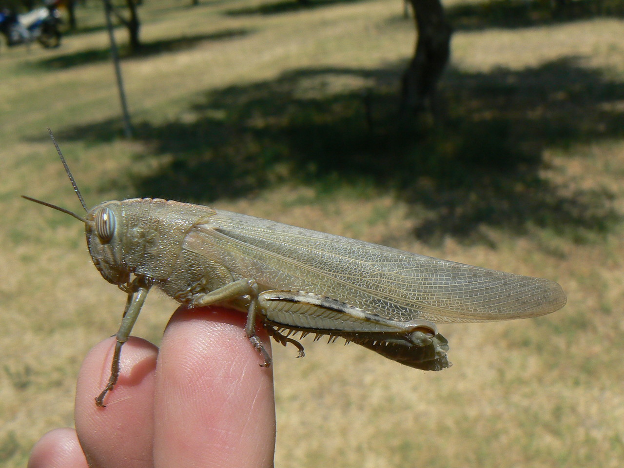 Egyptian Locust Anacridium aegyptium