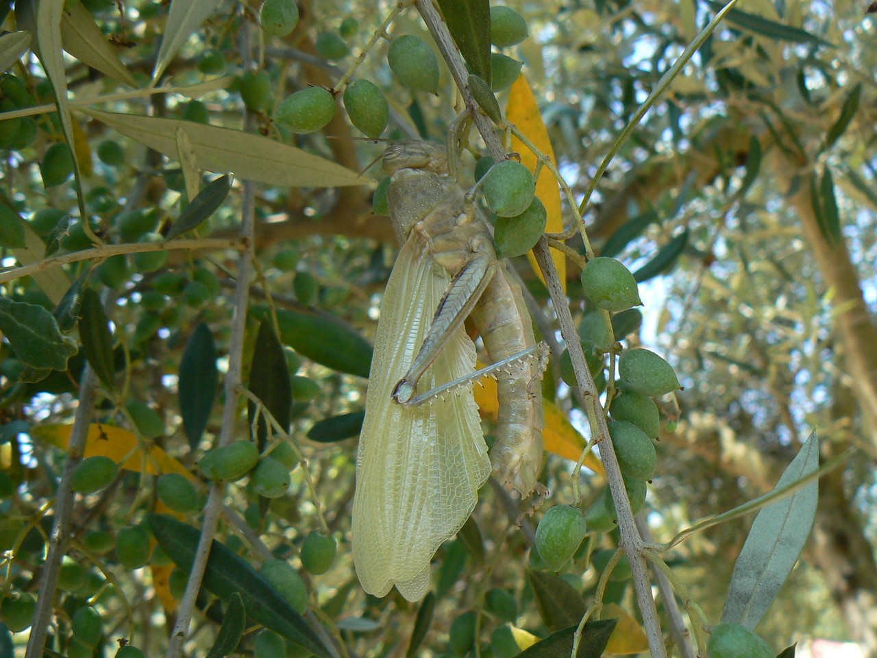 Egyptian Locust Anacridium aegyptium