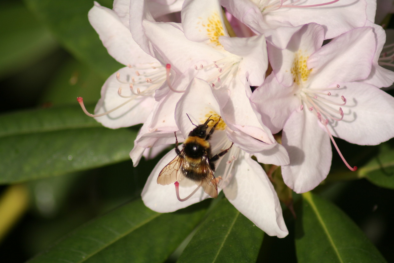 Garden bumblebee Bombus hortorum