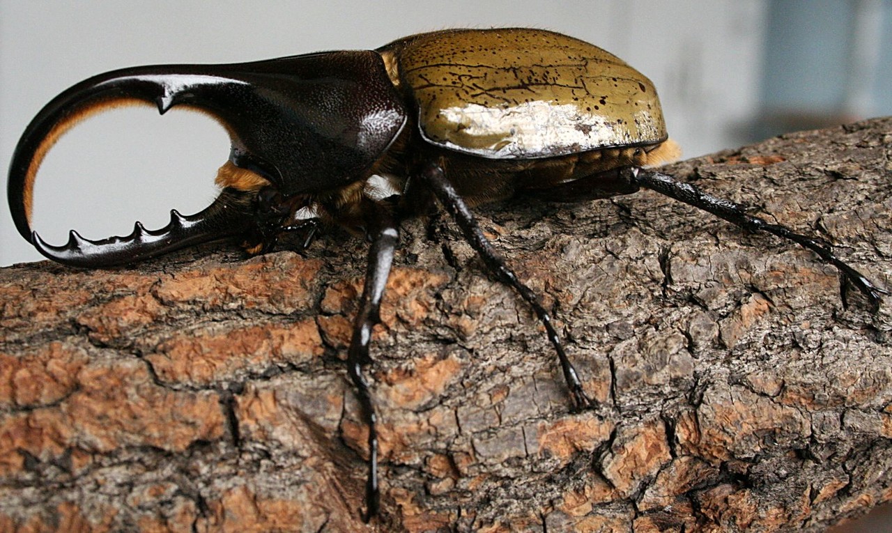 Hercules beetle Dynastes hercules