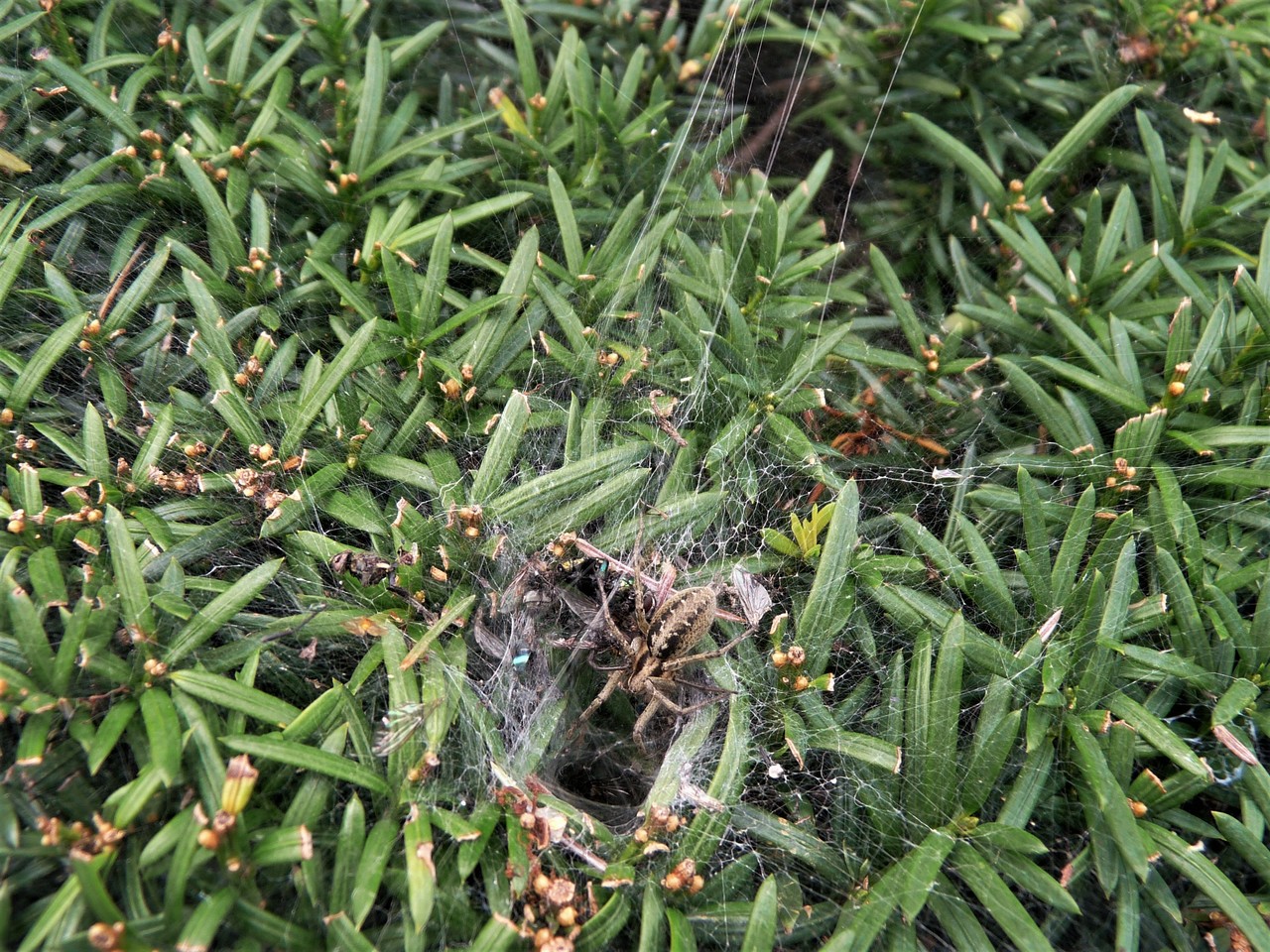 Labyrinth spider Agelena labyrinthica