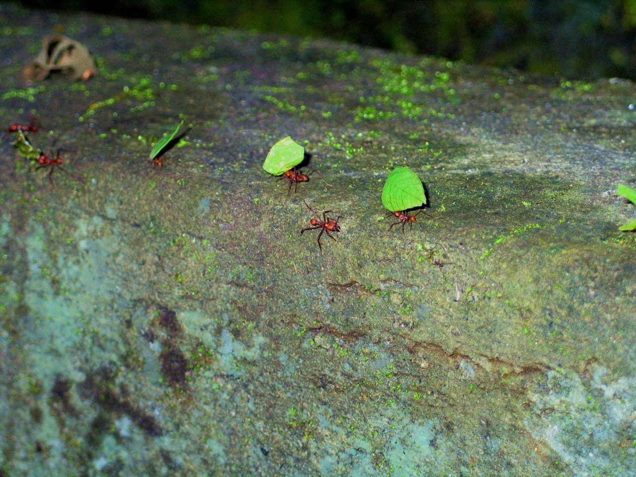 Leafcutter ants Atta sp., Costa Rica