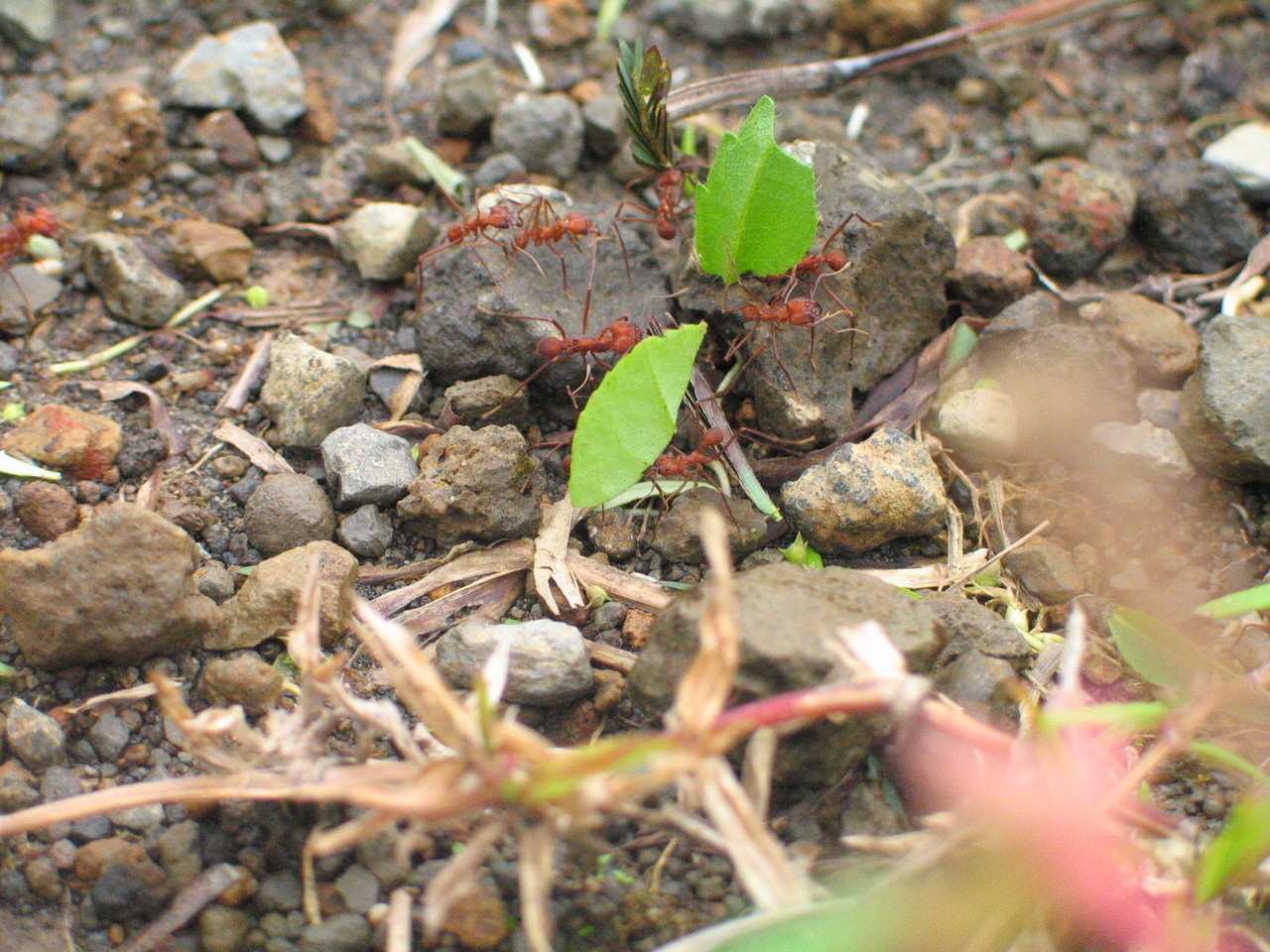Leafcutter ants Atta sp., Costa Rica