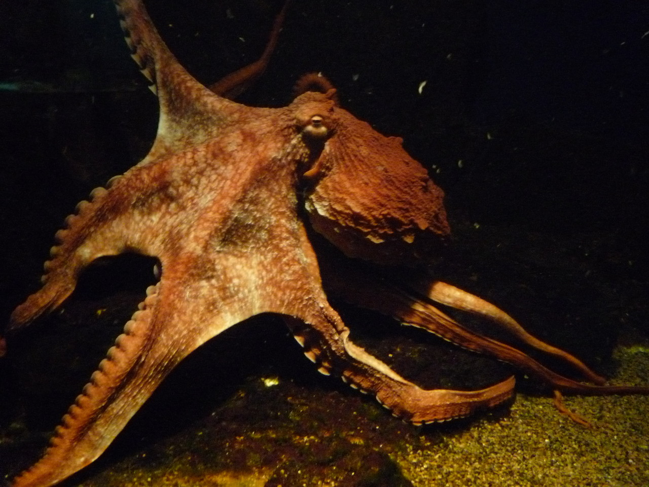 North Pacific giant octopus Enteroctopus dofleini