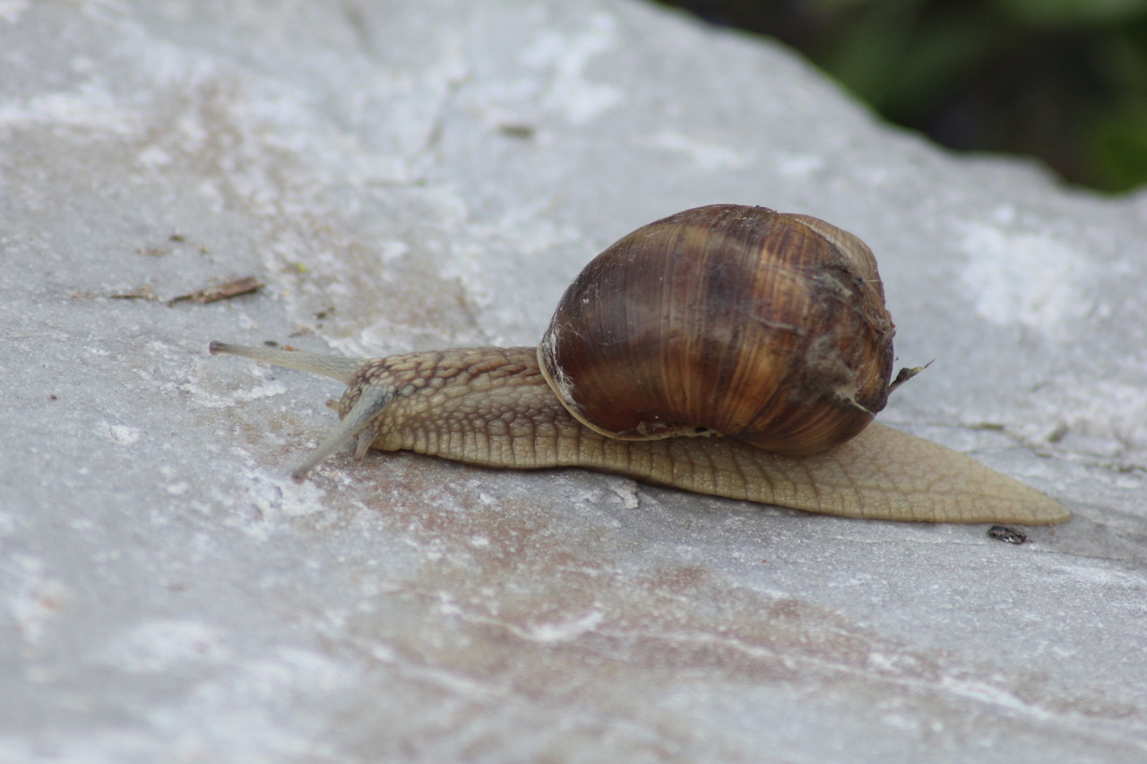 Roman snail Helix pomatia
