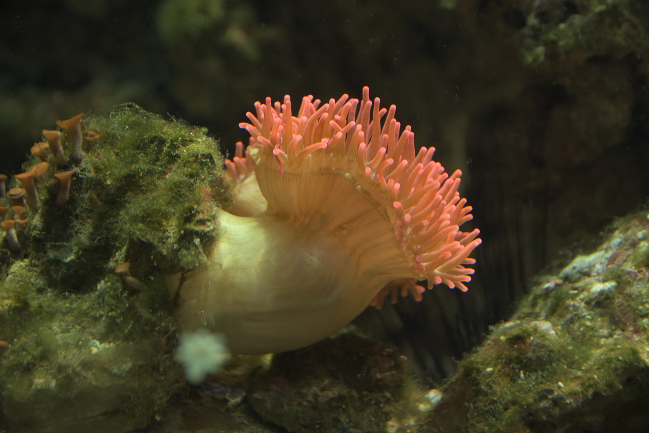 Sebae anemone Heteractis crispa