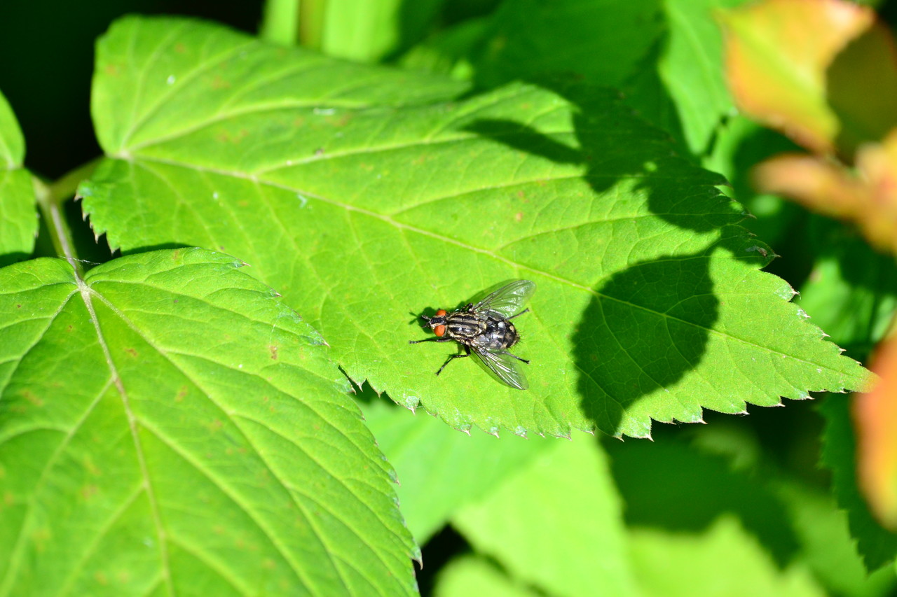 Stable fly Stomoxys calcitrans