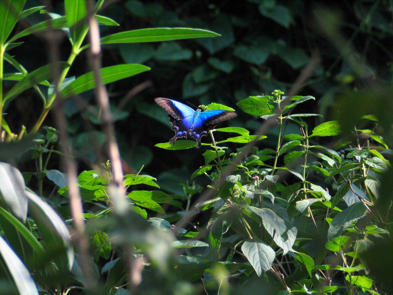 Ulysses butterfly Papilio ulysses