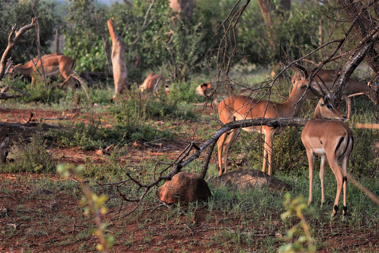 A herd of impala Aepyceros melampus in the bush, Amboseli National Park, Kenya