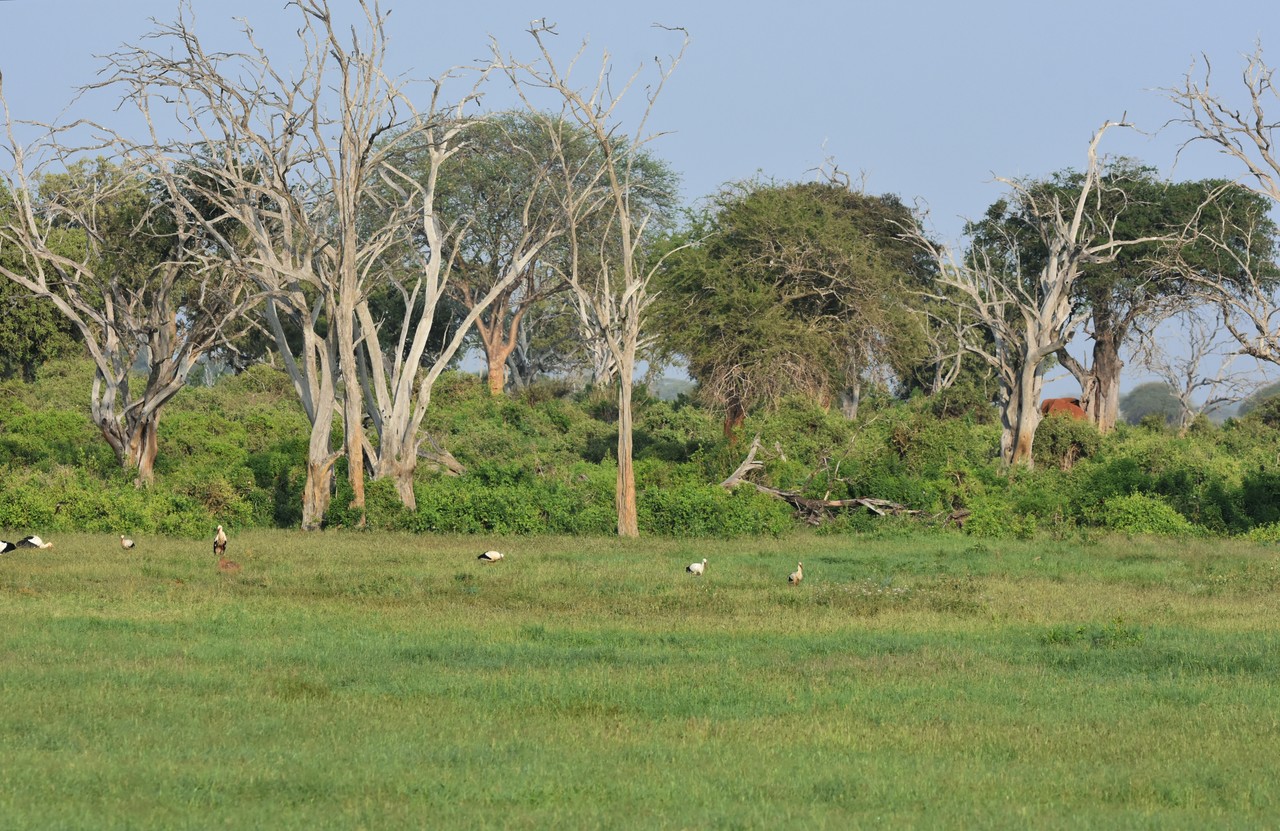 African elephant Loxodonta africana in the bush and white storks Ciconia ciconia, Amboseli National Park, Kenya