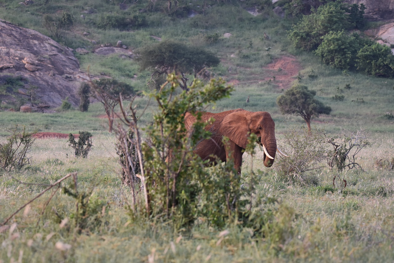 African elephant Loxodonta africana, Amboseli National Park, Kenya