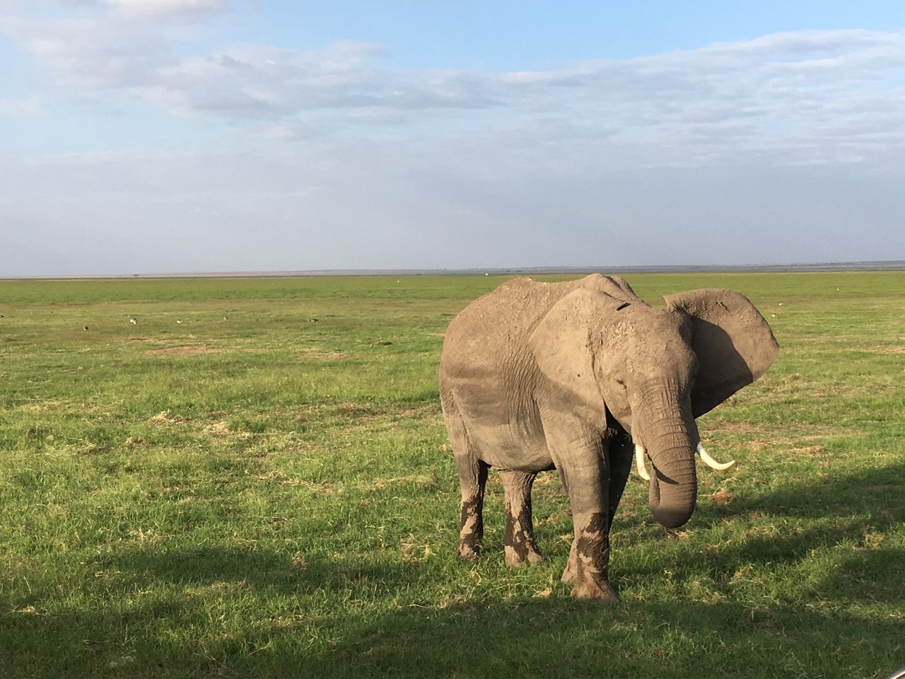African elephant Loxodonta africana, Amboseli National Park, Kenya