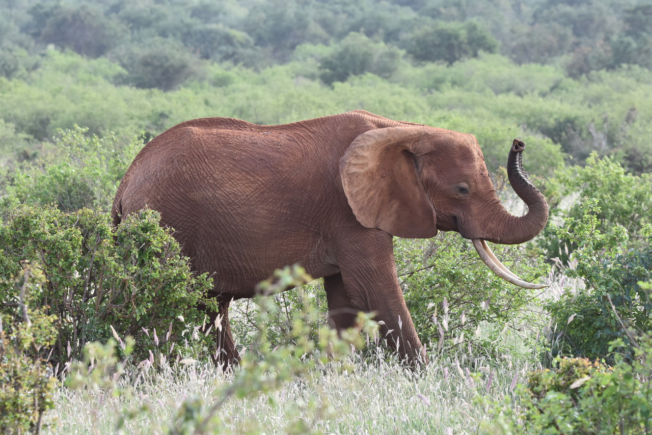 African elephant Loxodonta africana, Amboseli National Park,Kenya
