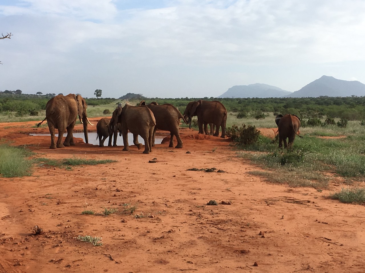 African elephant herd Loxodonta africana, Tsavo National Park, Kenya