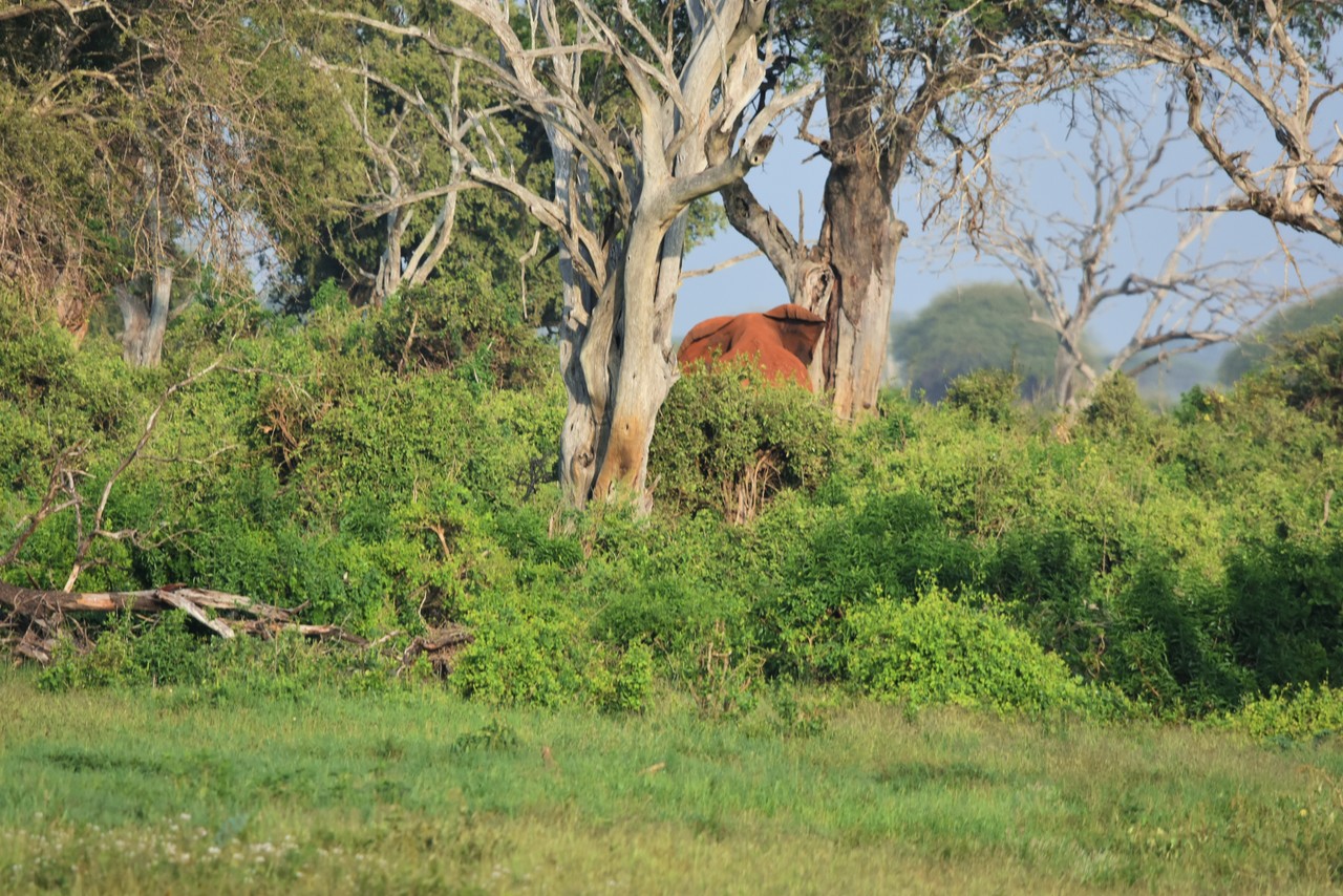 African elephant in the bush Loxodonta africana, Amboseli National Park, Kenya