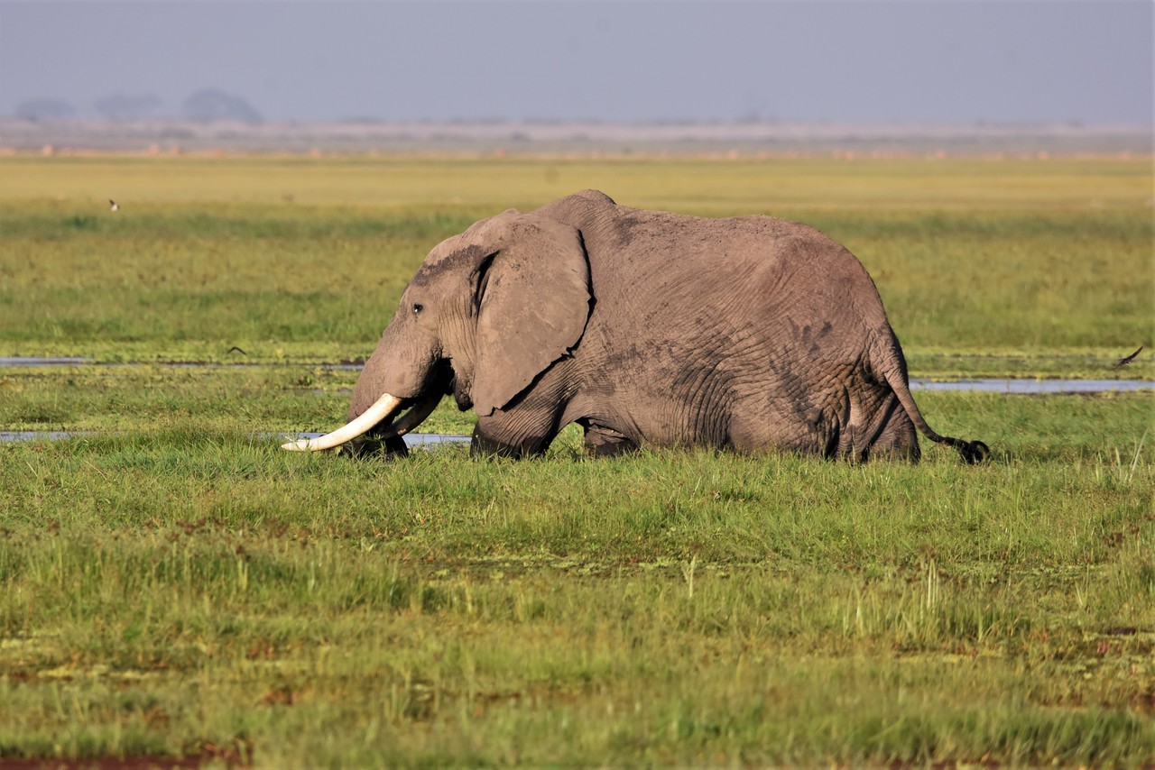 African elephant male Loxodonta africana, Amboseli National Park, Kenya