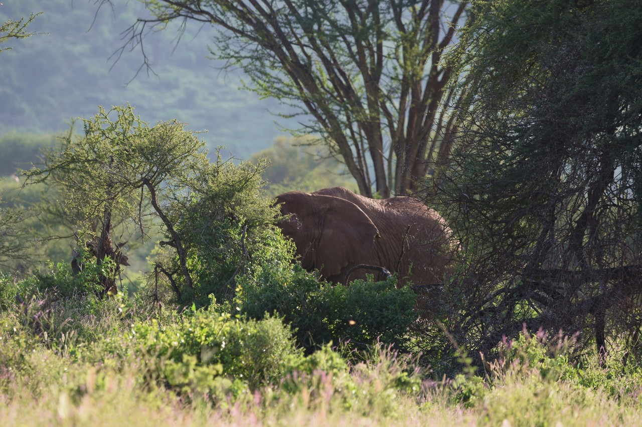 African elephant Loxodonta africana Amboseli, Amboseli National Park, Kenya