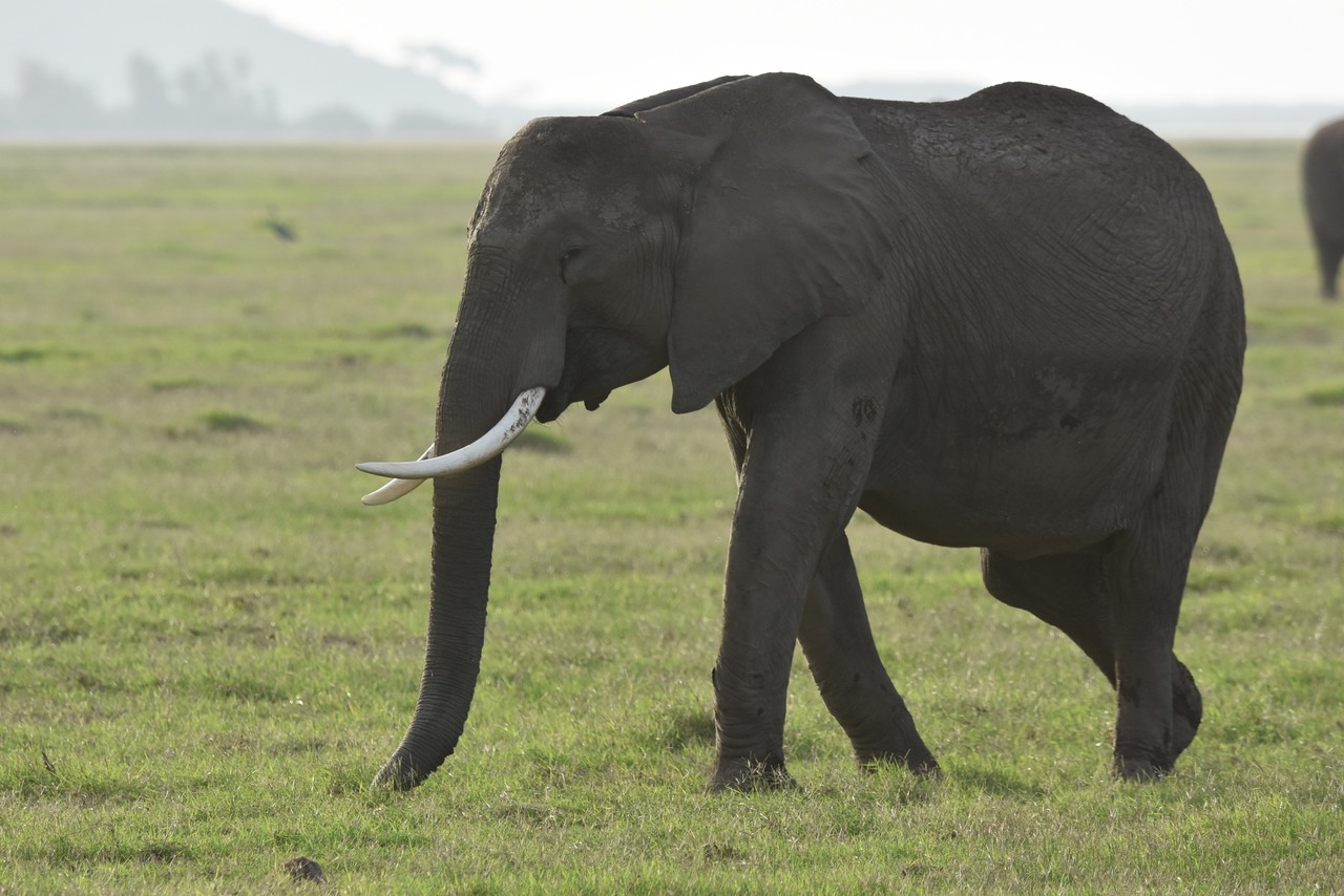 African elephant Loxodonta africana Tsavo National Park Kenya