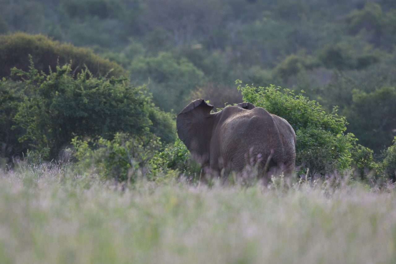 African elephant Loxodonta africana, Tsavo National Park, Kenya